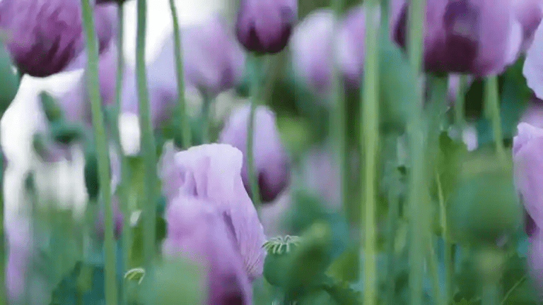 Biting the Clouds by Fiona Foley Book reviewed by Chips Mackinolty - Red Kangaroo Books