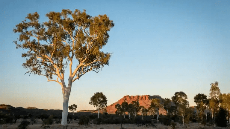 Chief Minister's Northern Territory History Book Award, The Living Archive of Aboriginal Languages, NT Writers' Festival - Red Kangaroo Books