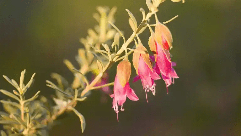 World Environment Day, Peace Prize, My year of living Vulnerably review. - Red Kangaroo Books