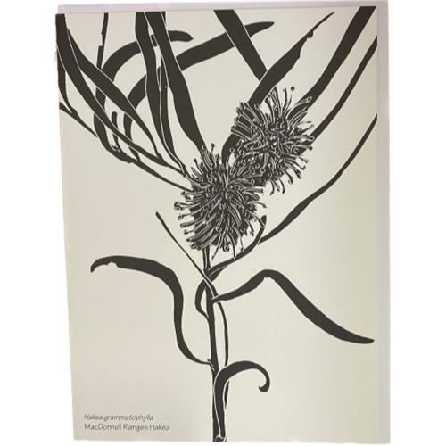 MacDonnell Ranges Hakea short by Siri Omberg