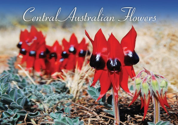 Central Australian Flowers by Nigel Campbell