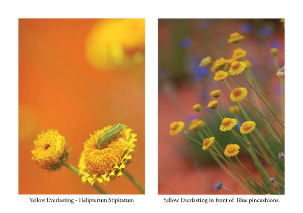 Central Australian Flowers by Nigel Campbell