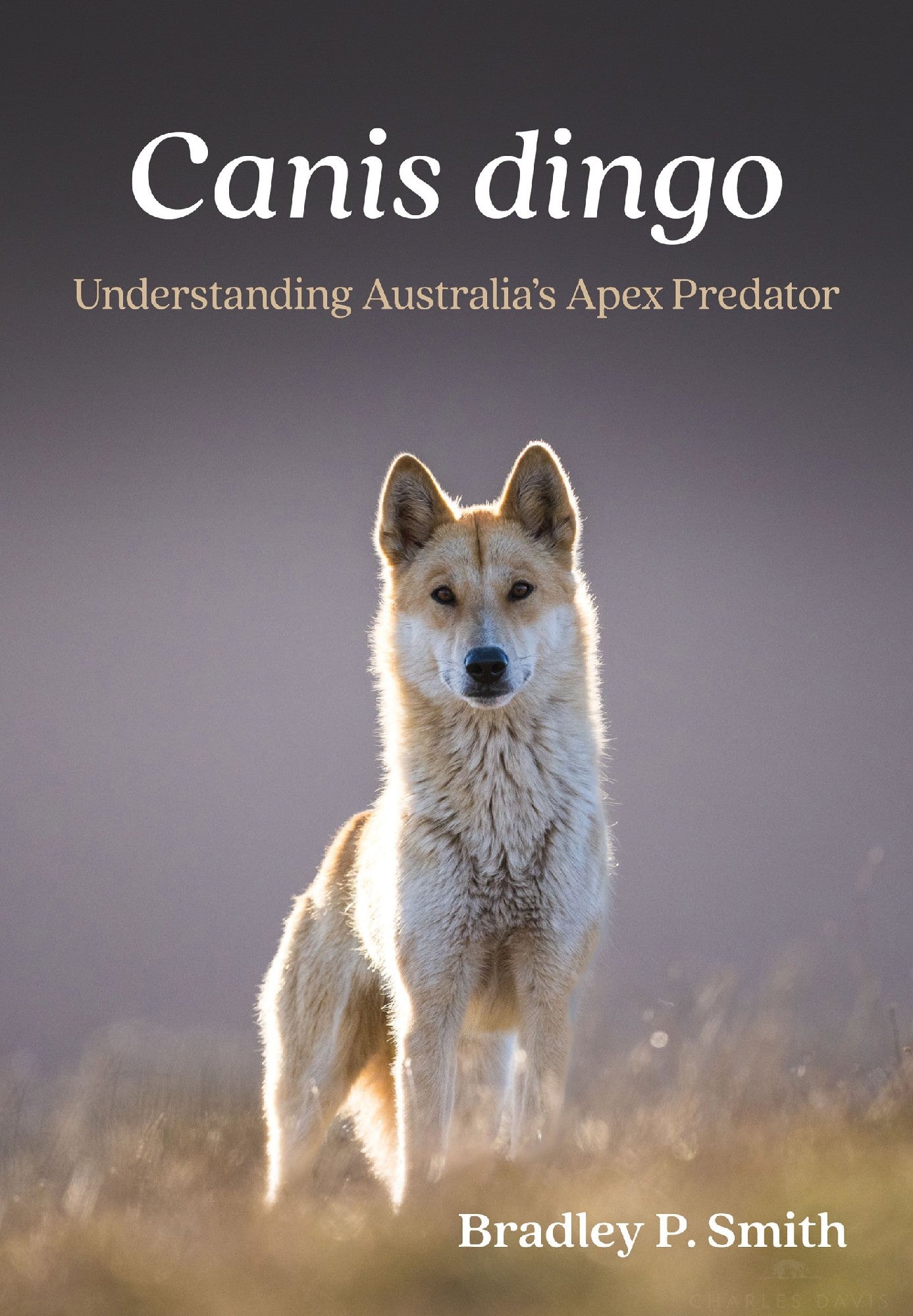 Canis dingo: Understanding Australia's Apex Predator by Bradley P. Smith