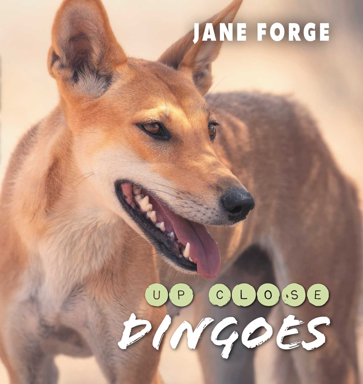 Dingoes Up Close by Jane Forge