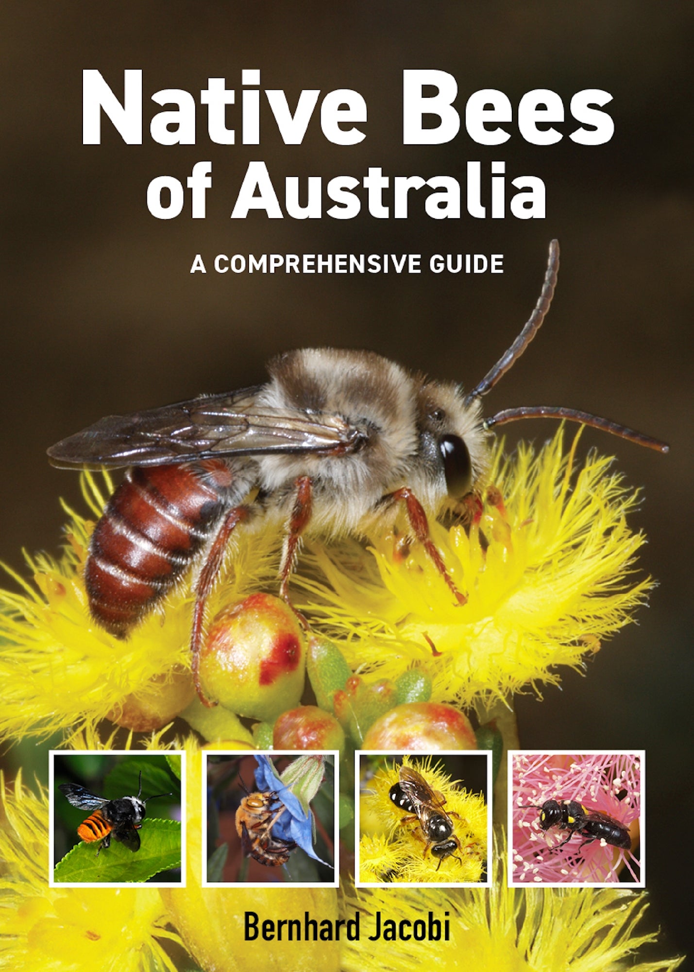 Native Bees of Australia