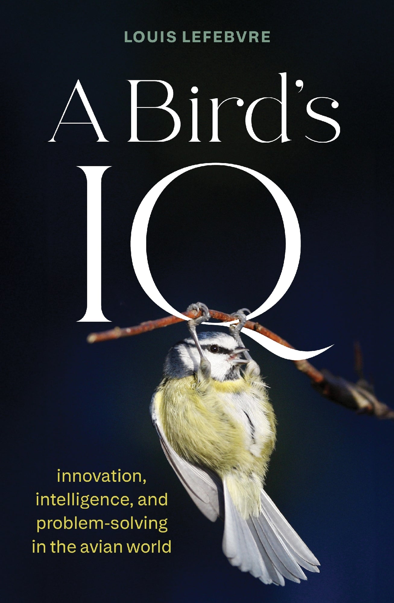 Bird's IQ by Louis LeFebvre