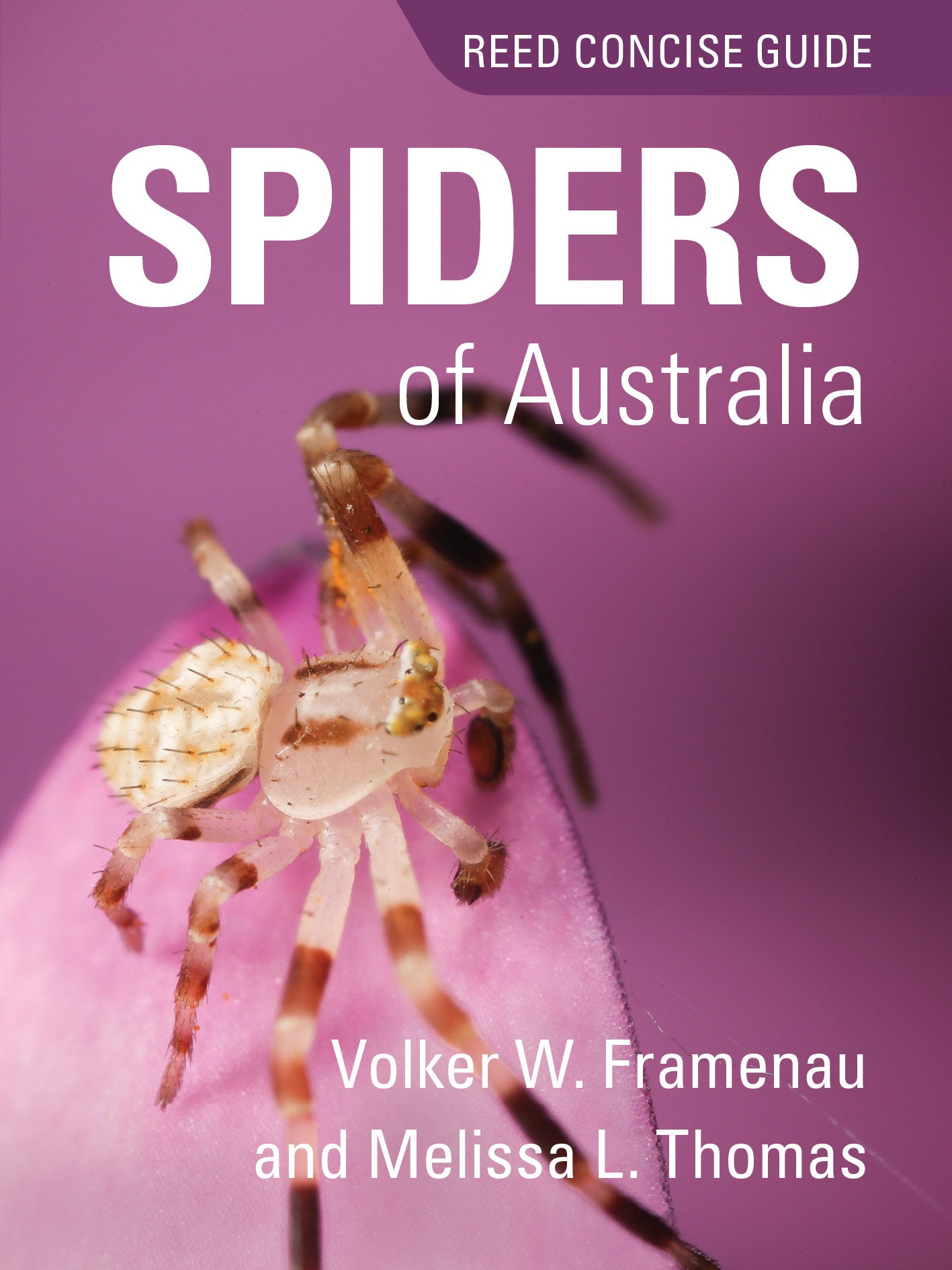 Reed Concise Guide Spiders of Australia